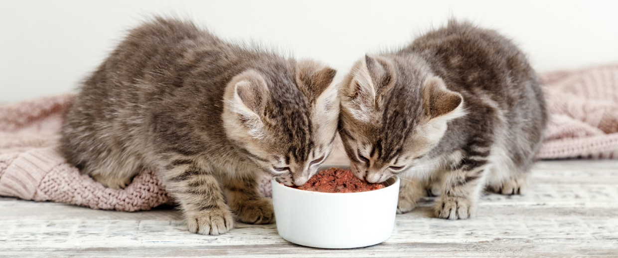 raw food and kibble kittens