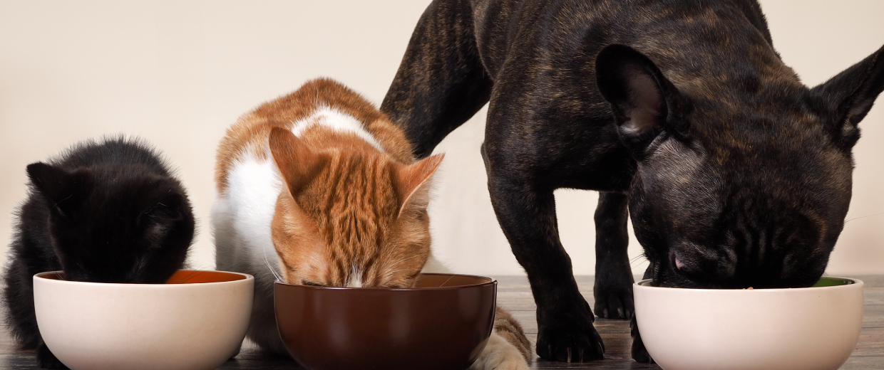 raw food and kibble three pets eating