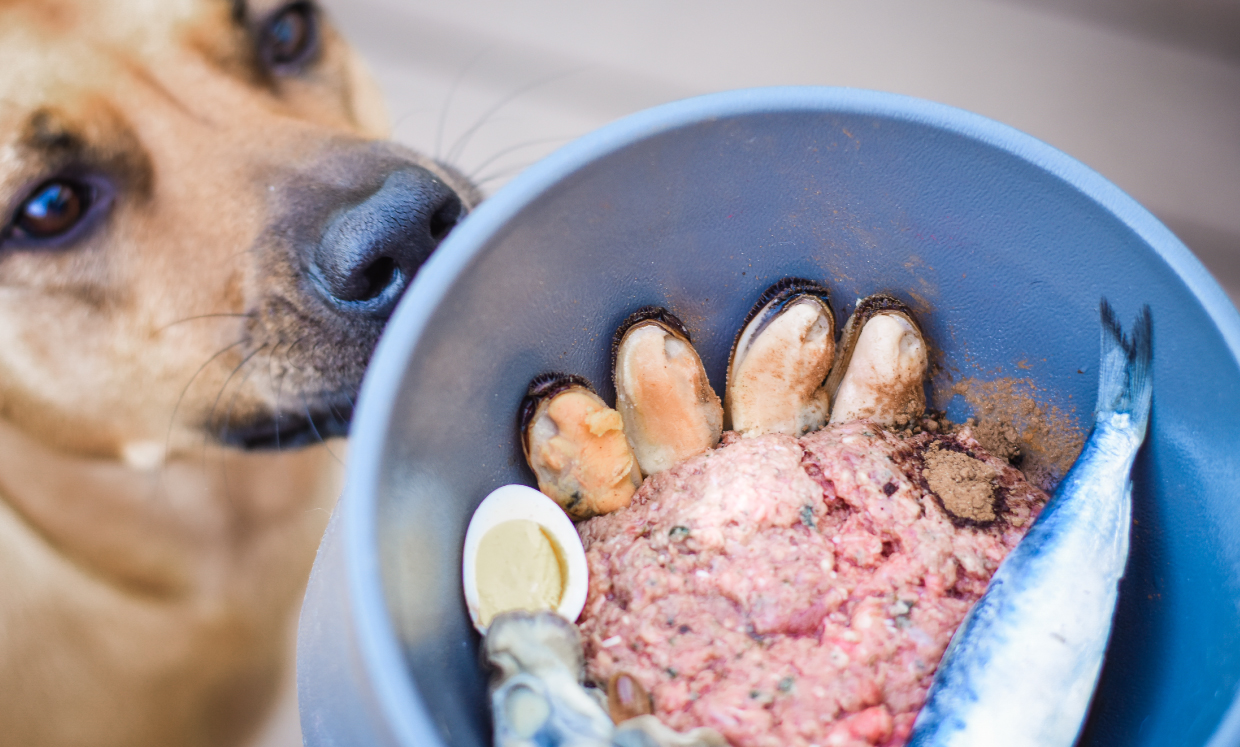 raw food and kibble dinner